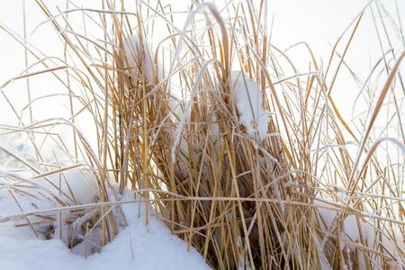 干的干燥的草采用雪向自然