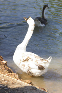 goose的复数形式采用搜寻关于食物