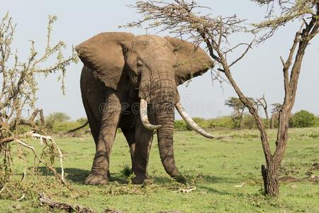 一象吃一树