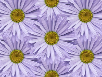 洋甘菊拼贴图片