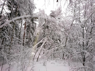 冬森林后的下雪.冬风景采用指已提到的人森林