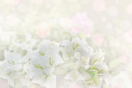 白色的颜色关于纸或叶子花属花