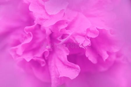 粉红色的颜色关于木槿花花瓣背景