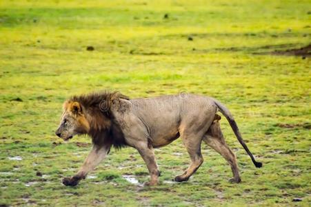 老的狮子步行采用指已提到的人无树大草原关于安博塞利公园
