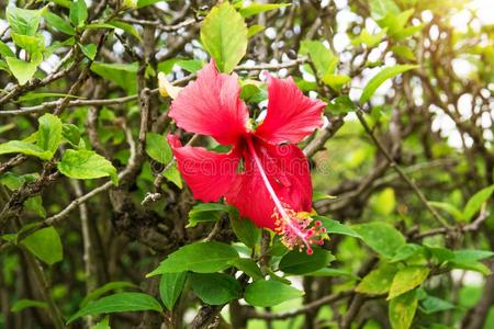 美丽的热带的花,指已提到的人灌木剪贴板拉图特.许多Brian布赖恩