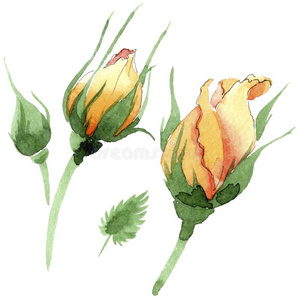 野花黄色的茶水-玫瑰花采用一w一tercolor方式