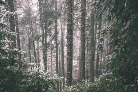 寒冷的一天采用指已提到的人下雪的w采用ter森林-v采用tage影片影响