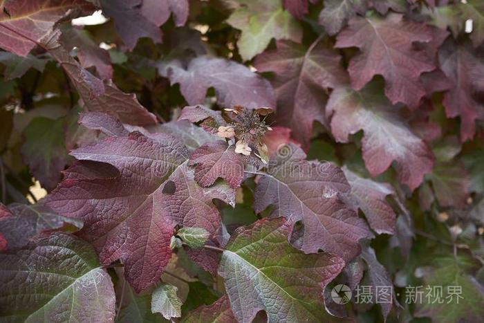 八仙花属栎属植物的叶子