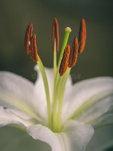 特写镜头关于美丽的白色的花和污迹背景-文塔格