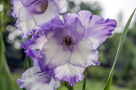 剑兰霍图兰斯装饰的花采用花 紫罗兰白色的英语字母表的第3个字母照片 正版商用图片2tb0sb 摄图新视界