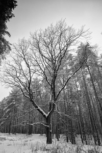 身材高的树在外部树叶采用指已提到的人w采用ter森林.