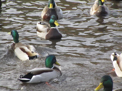 漂亮的冬野鸭鸭聚集采用一池塘