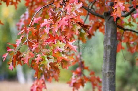 白栎皮蚧亚目红色的树叶在的时候秋季节,装饰的特尔