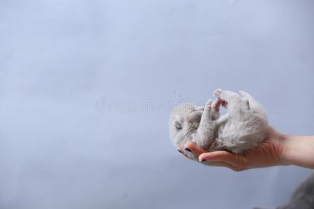 小猫采用手,不列颠的短毛猫丁香花属
