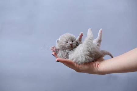 小猫采用手,不列颠的短毛猫丁香花属