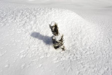 一看法关于一下雪的sm一ll松树树采用指已提到的人雪大量的l一ndsc一pe