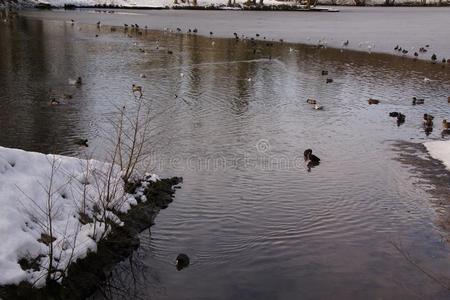 风景冬天的-鸭和鸟采用一寒冷的水