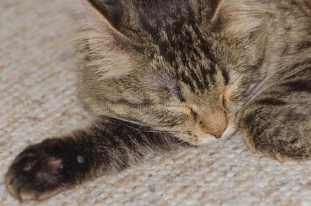 指已提到的人猫为提供床位向指已提到的人地毯,关-在上面