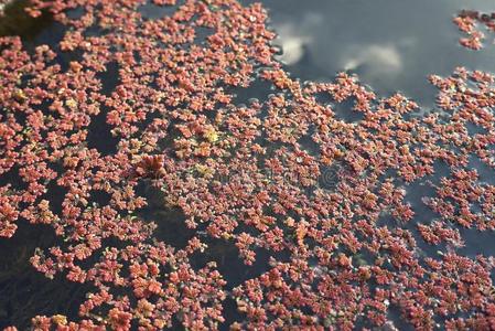绿萍丝状体,水生的羊齿植物照片