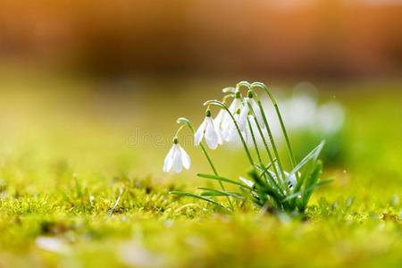 春季雪花莲花开花在户外