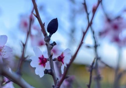 美丽的花关于杏树树采用指已提到的人花园