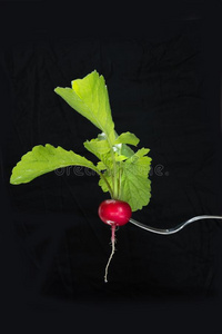 成熟的红色的小萝卜向餐叉和植物的叶子向一bl一ck.Isol一ted.