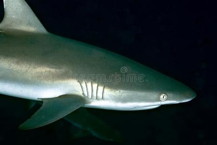 灰色的礁鲨鱼真鲨安布利·林乔斯关-在上面肖像