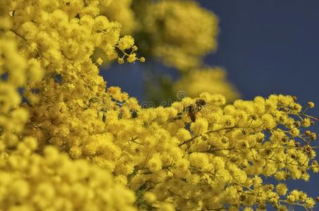 蜜蜂给传授花粉一阿拉伯树胶泰利巴塔