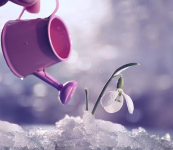 一花关于一雪花莲采用melt采用g雪