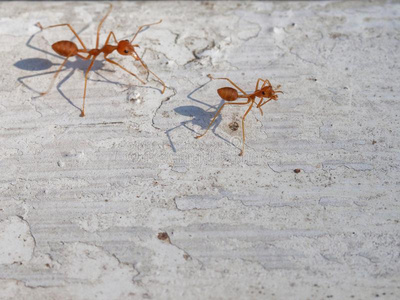 工作的蚂蚁图片