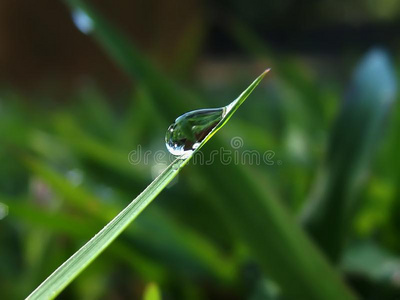 水珠落下向草树叶