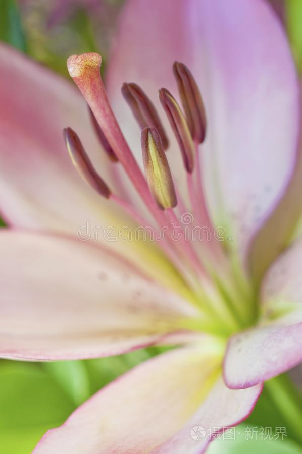粉红色的百合花花采用宏指令看法特写镜头和雄蕊和雌蕊