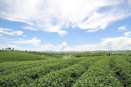 朱伊方茶水农场,城镇拉埃泰国