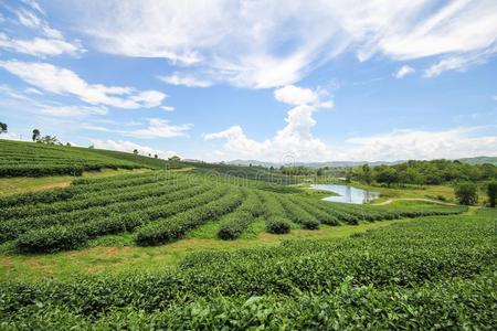 朱伊方茶水农场,城镇拉埃泰国