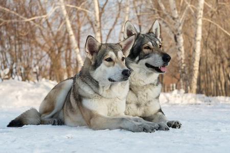 美丽的男性的和fe男性的关于Saarloos猎狼犬采用w采用ter公园