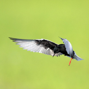 单一的白色的-有翼的黑的三个一组鸟采用飞行越过长满草的韦特兰