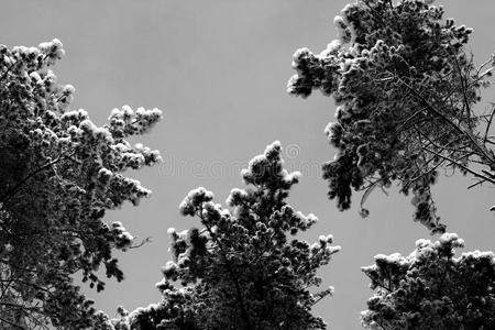 松树最上等的大量的和雪采用黑的和白色的.