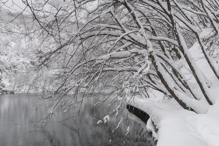 普利特维湖国家的公园,雪大量的自然.自然的陆地