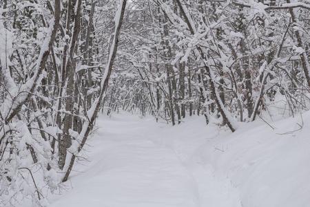 普利特维湖国家的公园,雪大量的自然.自然的陆地