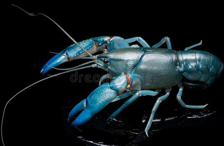 蓝色淡水螯虾切拉克斯破坏者,标签淡水螯虾