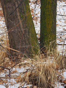 苔藓向树后的一雪