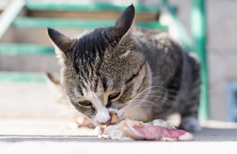 猫食物肉向自然