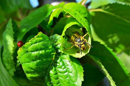 黄蜂采用绿色的悬钩子树叶