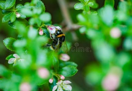 一春季大黄蜂收集花粉从开花苹果树.