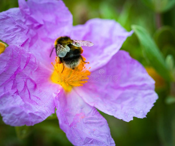 一关-在上面关于一大黄蜂收集花粉从紫罗兰野生的reducedoperationalstatus简化操作程序