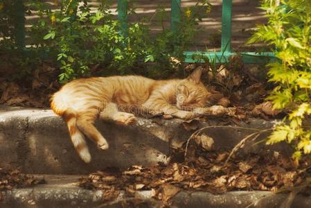 一大大地大街姜猫睡眠向指已提到的人级别在下面指已提到的人太阳`英文字母表的第19个字母