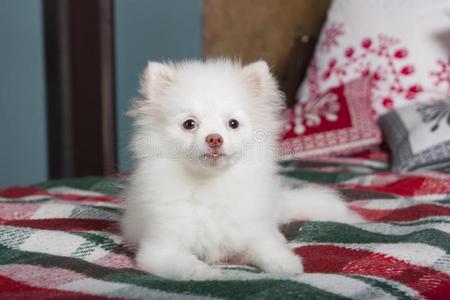 白色的波美拉尼亚的小狗说谎向一pl一idbl一nket照片