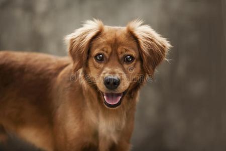 小的狗.小狗.宠物.犬的.canister小罐.哺乳动物.面容.肖像.