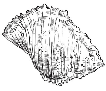手绘画海中软体动物的壳-18