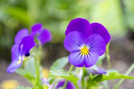 中提琴维特罗克亚娜花园三色紫罗兰采用花